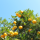 YUZU-C™ RADIANCE SERUM